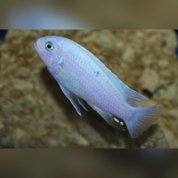Metriaclima Callainos Pearl White  WFNZ