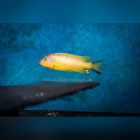 Metriaclima Daktari Ngombe (MOZ)  WFNZ