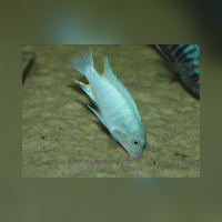 Metriaclima Estherae Minos Reef WFNZ Blue/OB