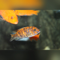 Metriaclima Estherae Minos Reef WFNZ Blue/OB