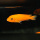 Metriaclima Estherae Minos Reef WFNZ Blue/OB