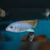 Metriaclima Greshakei  WFNZ