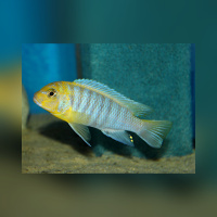 Metriaclima Hajomaylandi Chizumulu WF/ WFNZ