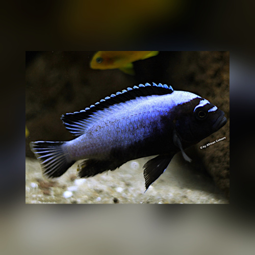 Metriaclima Koningsi WFNZ