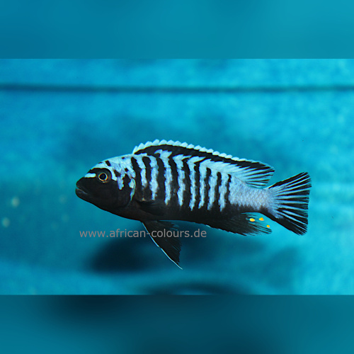 Metriaclima Msobo Heteropictus Thumbi Point  WFNZ