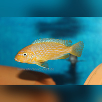 Metriaclima Msobo Heteropictus Thumbi Point  WFNZ