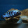 Metriaclima Msobo Heteropictus Thumbi Point  WFNZ