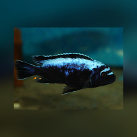 Metriaclima Msobo Magunga WF /WFNZ