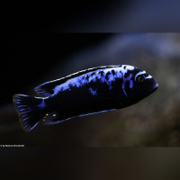 Metriaclima Msobo Magunga WF /WFNZ