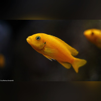 Metriaclima Msobo Magunga WF /WFNZ