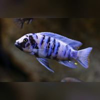 Metriaclima Zebra Masinje WF / WFNZ