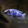 Metriaclima Zebra Masinje WF / WFNZ