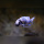 Metriaclima Zebra Masinje WF / WFNZ