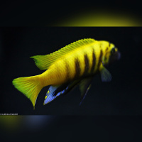 Metriaclima Zebra Gold Kawanga WF / WFNZ