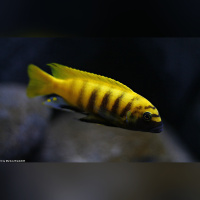 Metriaclima Zebra Gold Kawanga WF / WFNZ