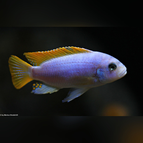 Metriaclima Zebra Mbenji WF / WFNZ