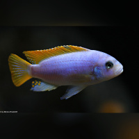 Metriaclima Zebra Mbenji WF / WFNZ