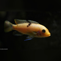Metriaclima Zebra Mbenji WF / WFNZ