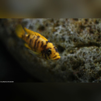 Metriaclima Zebra Mbenji WF / WFNZ