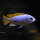 Metriaclima Zebra Mbenji WF / WFNZ