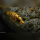 Metriaclima Zebra Mbenji WF / WFNZ