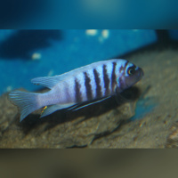 Metriaclima Zebra Thumbi West