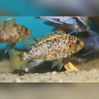 Metriaclima Zebra Thumbi West
