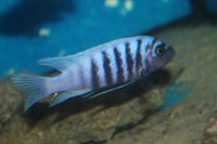 Metriaclima Zebra Thumbi West
