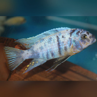 Metriaclima Zebra Ndonga