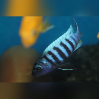 Metriaclima Zebra Slim Tarakiki