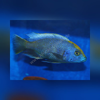 Nimbochromis Venustus WFNZ