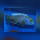 Nimbochromis Venustus WFNZ