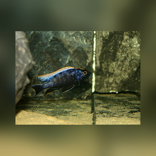 Otopharynx Black Orange Dorsal DNZ