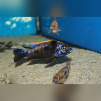 Otopharynx Black Orange Dorsal DNZ