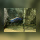Otopharynx Black Orange Dorsal DNZ