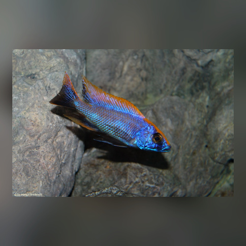 Otopharynx Lith. Zimbawe DNZ