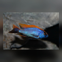 Otopharynx Lith. Zimbawe DNZ