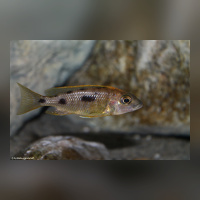 Otopharynx Lith. Zimbawe DNZ