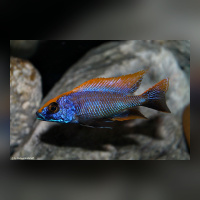 Otopharynx Lith. Zimbawe DNZ
