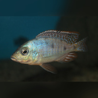 Otopharynx Spots Sani  WF/WFNZ