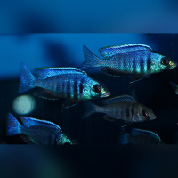Placidochromis Electra Likoma DNZ