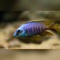 Placidochromis Jalo Reef WFNZ