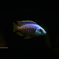 Placidochromis Jalo Reef WFNZ