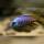 Placidochromis Jalo Reef WFNZ