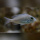 Placidochromis Jalo Reef WFNZ