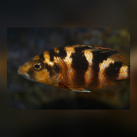 Placidochromis Milomo Mbenji WFNZ