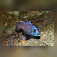 Placidochromis Milomo Mbenji WFNZ