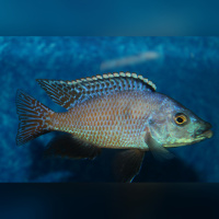 Placidochromis Milomo Mbenji WFNZ