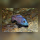 Placidochromis Milomo Mbenji WFNZ