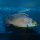 Placidochromis Milomo Mbenji WFNZ
